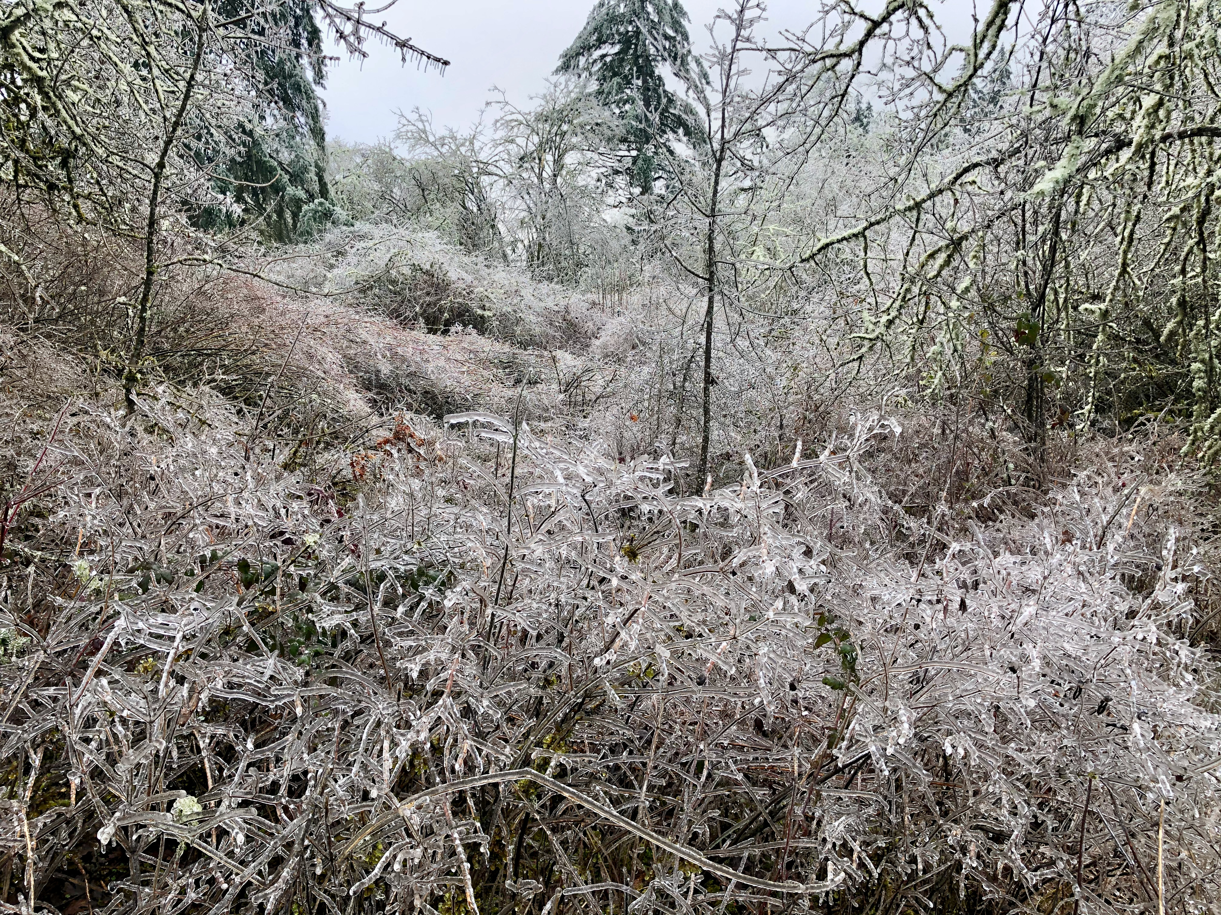 Ice storm 7 Ice storm 7