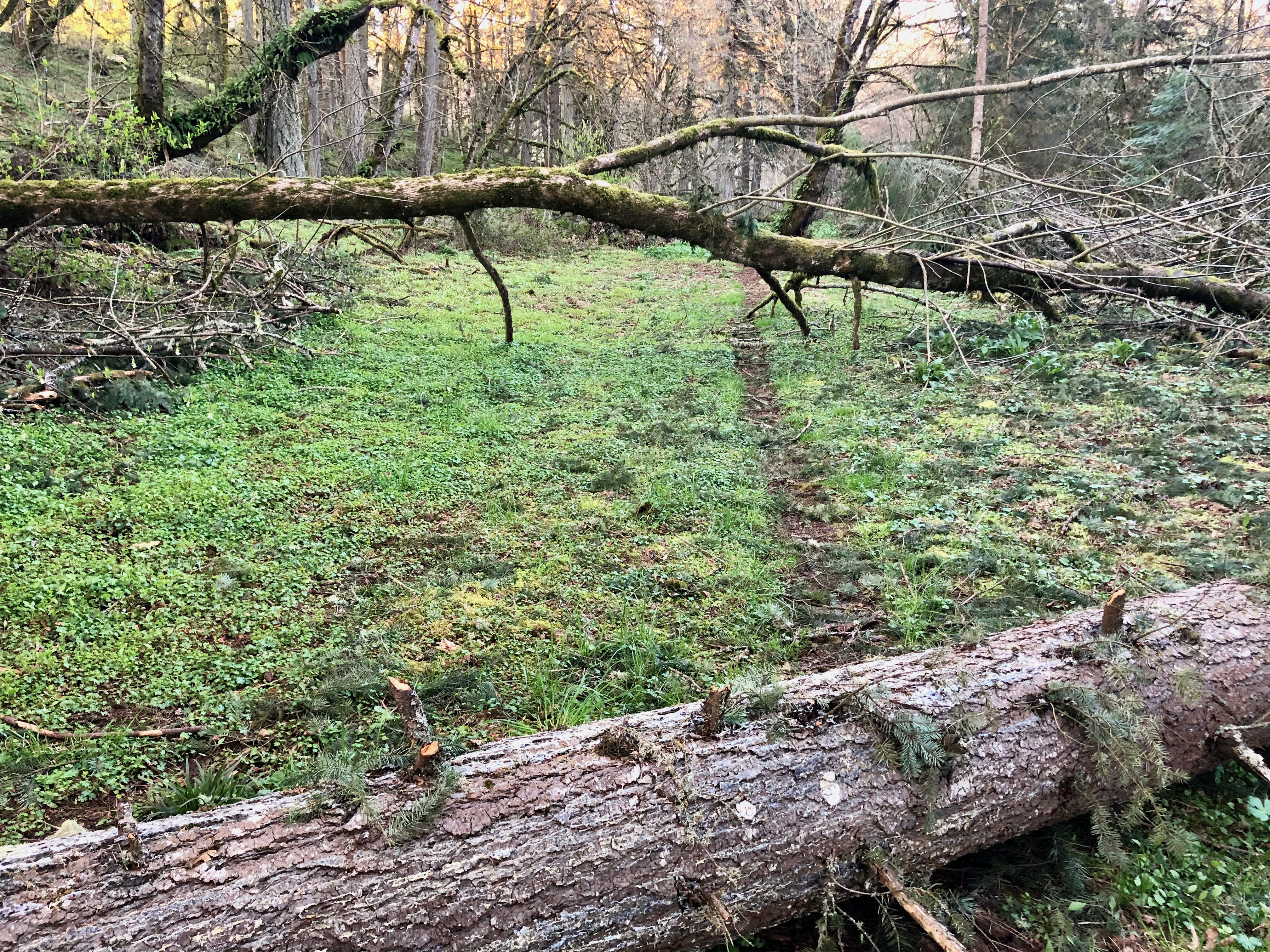 Chainsaw 5 Chainsaw 5