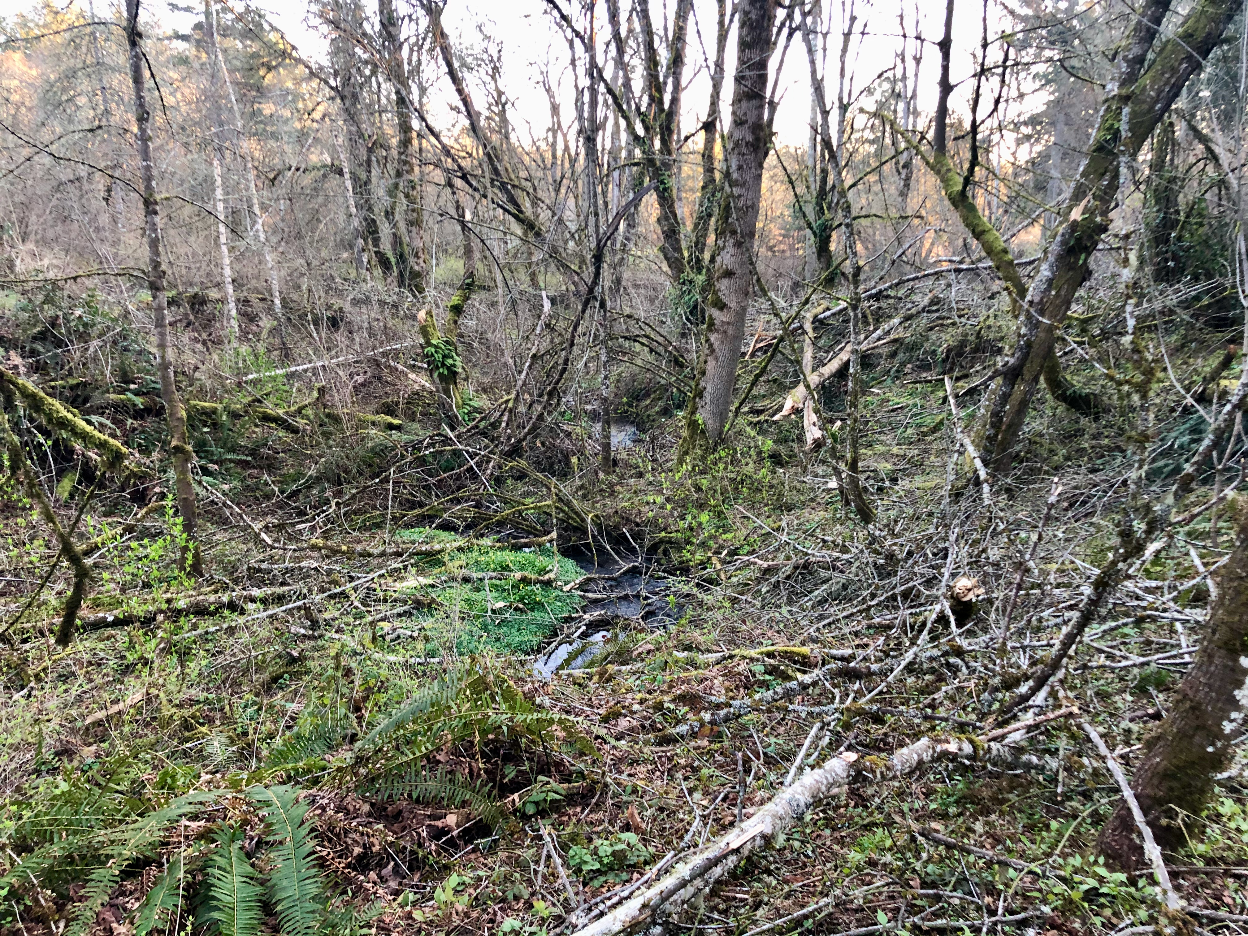 Chainsaw 7 Chainsaw 7