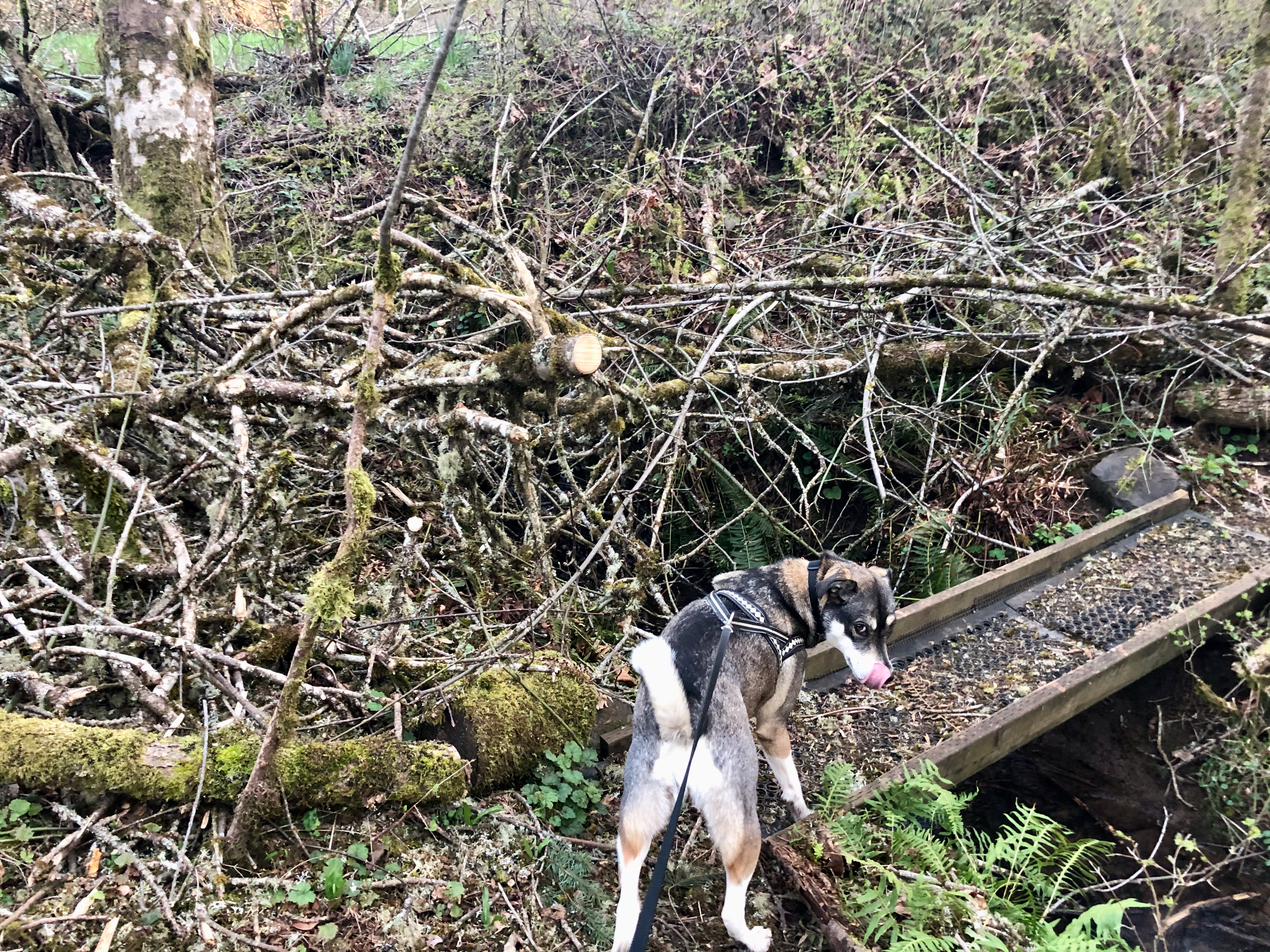 Chainsaw 8 Chainsaw 8