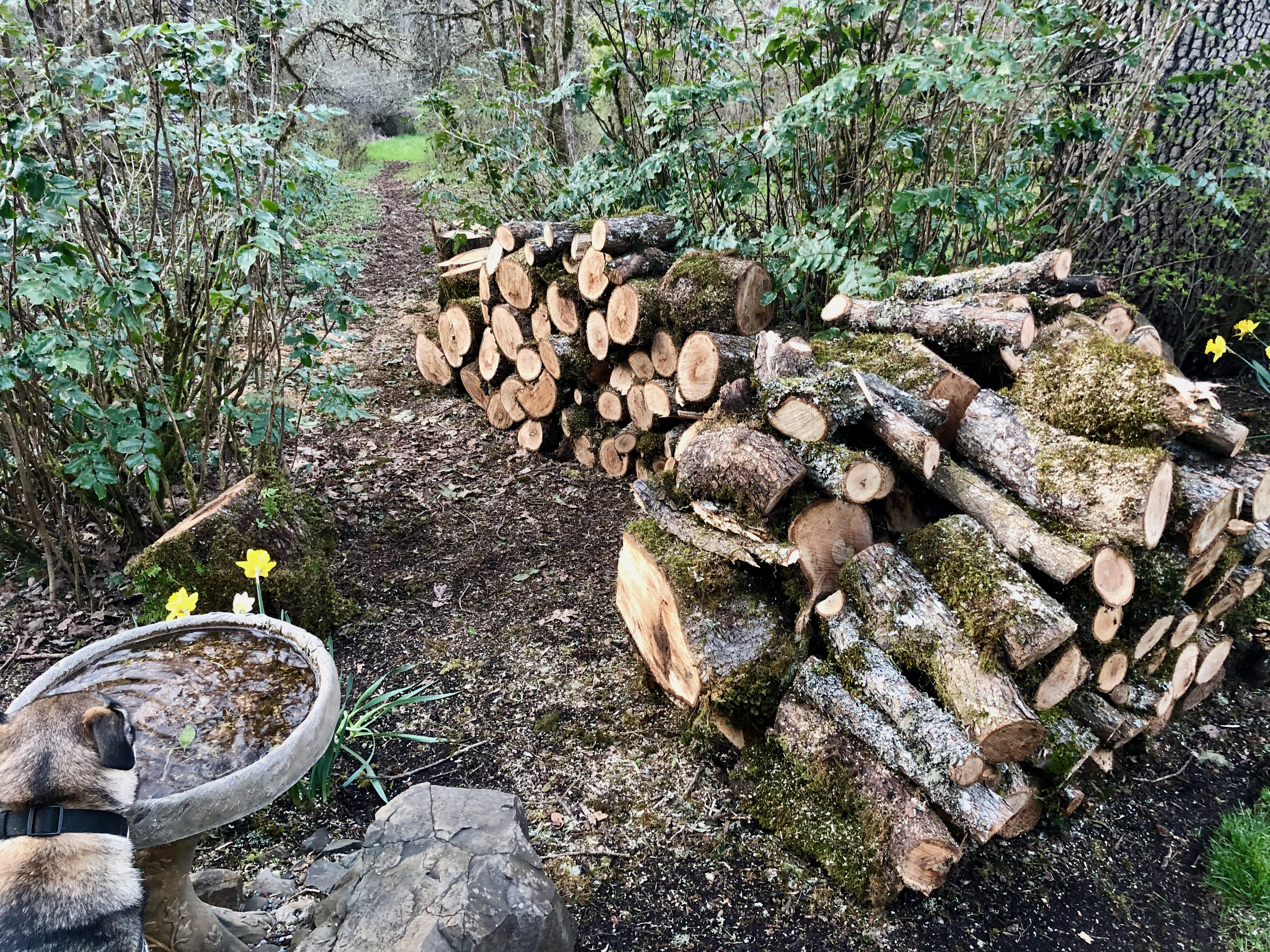 Chainsaw 12 Chainsaw 12