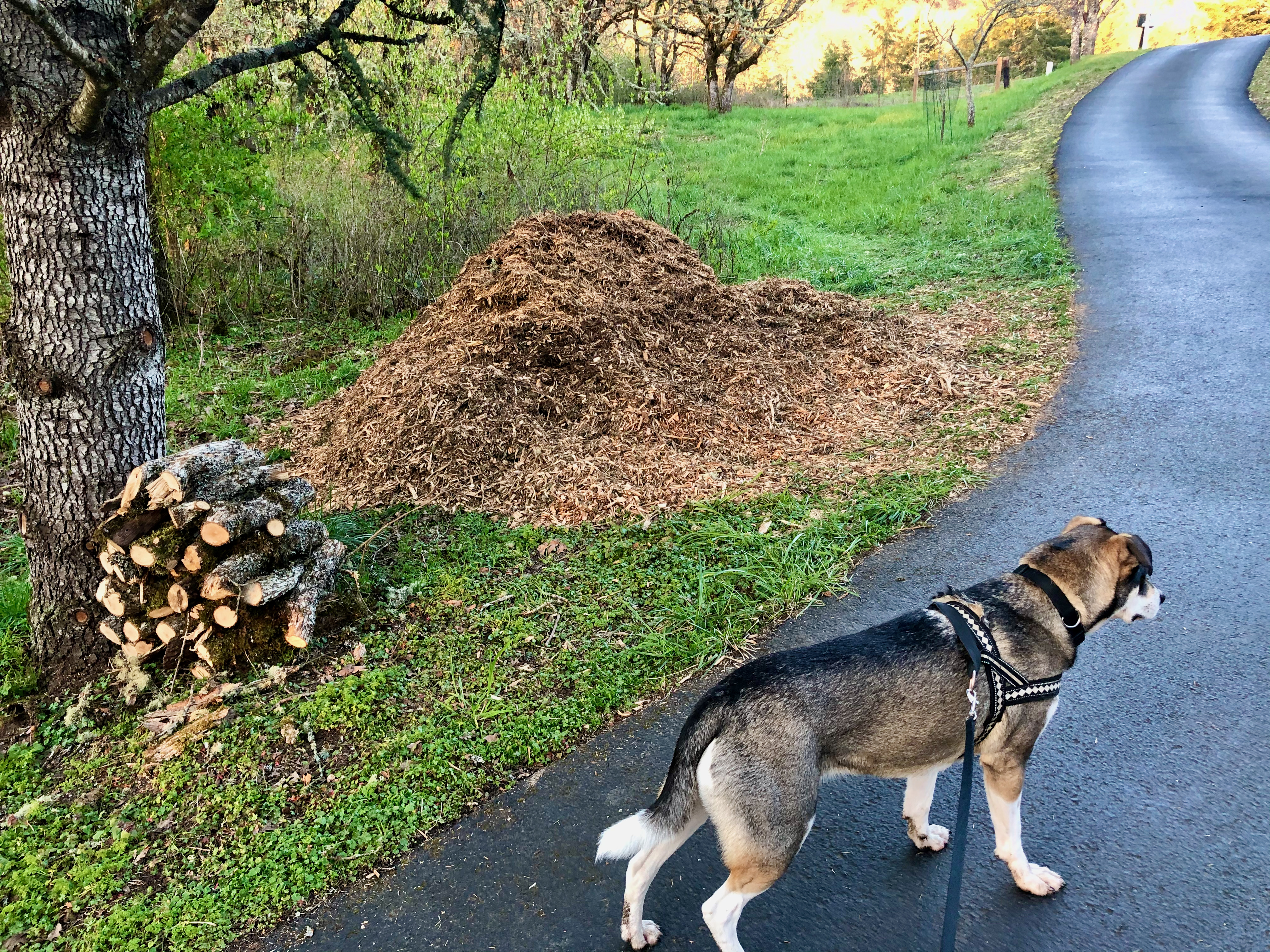 Chainsaw 13 Chainsaw 13