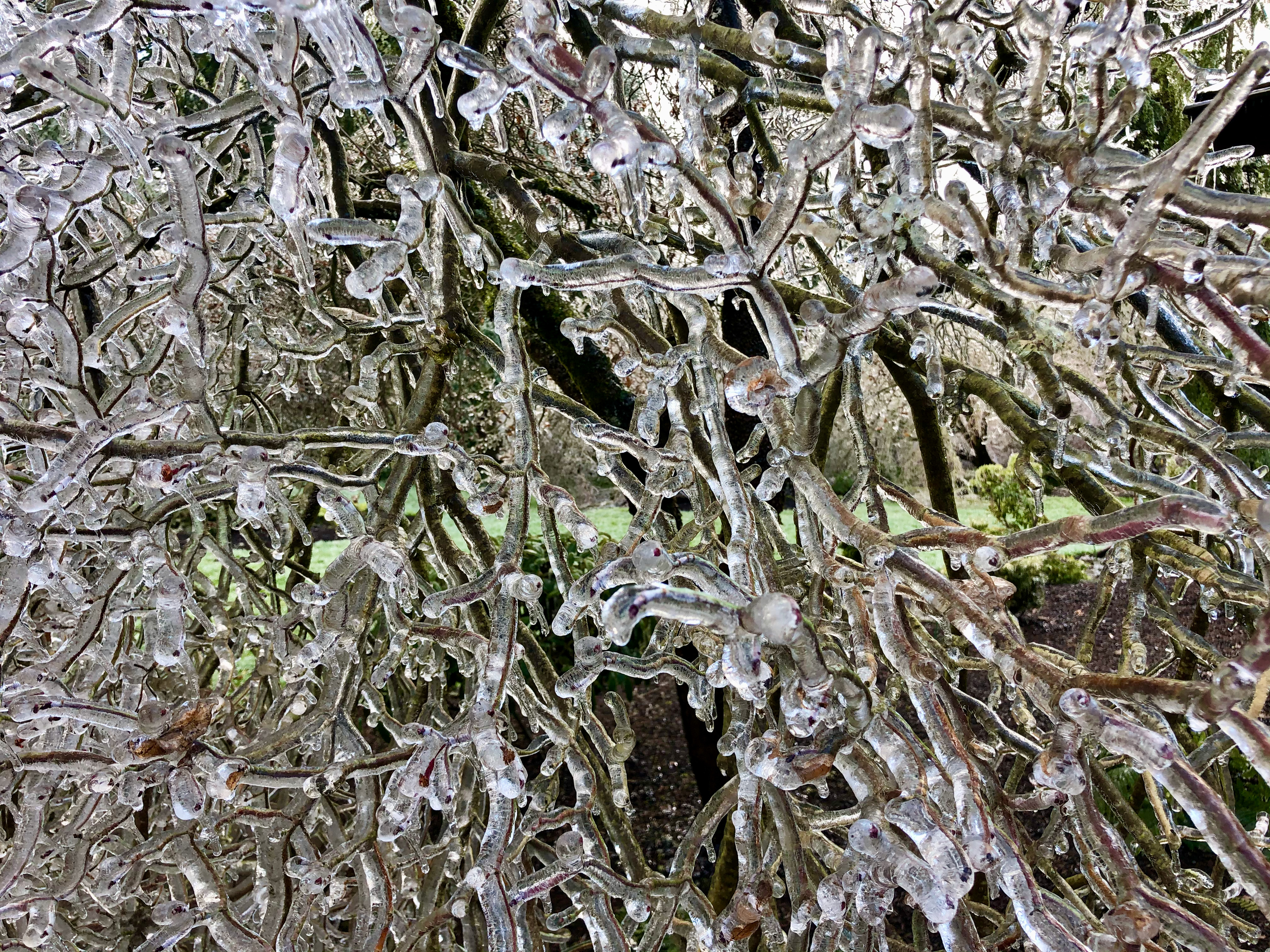 Ice storm 2 Ice storm 2