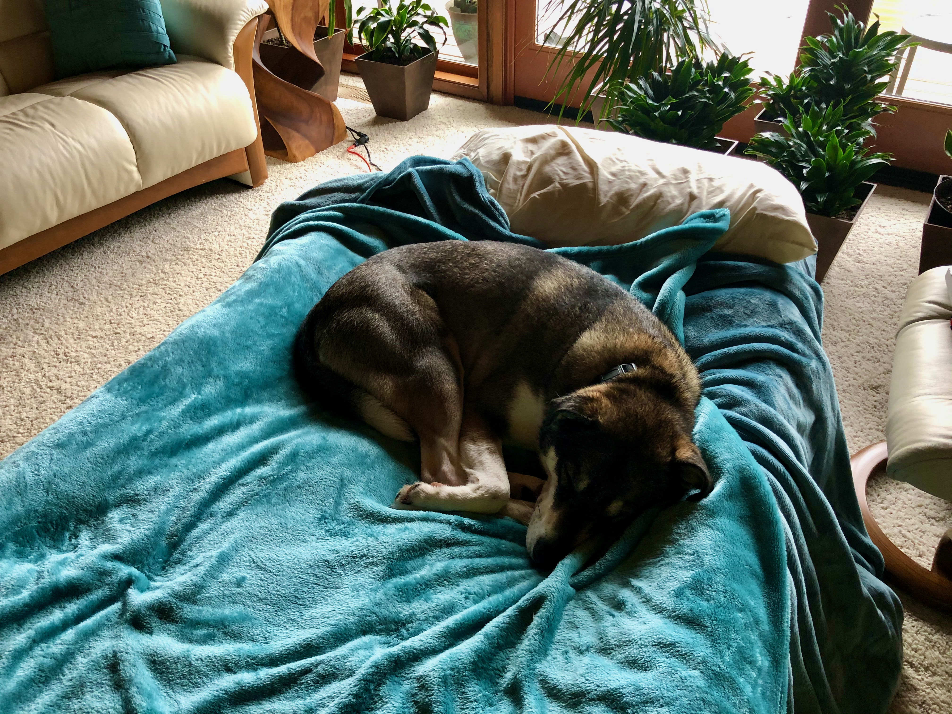 Mooka on my bed Mooka on my bed