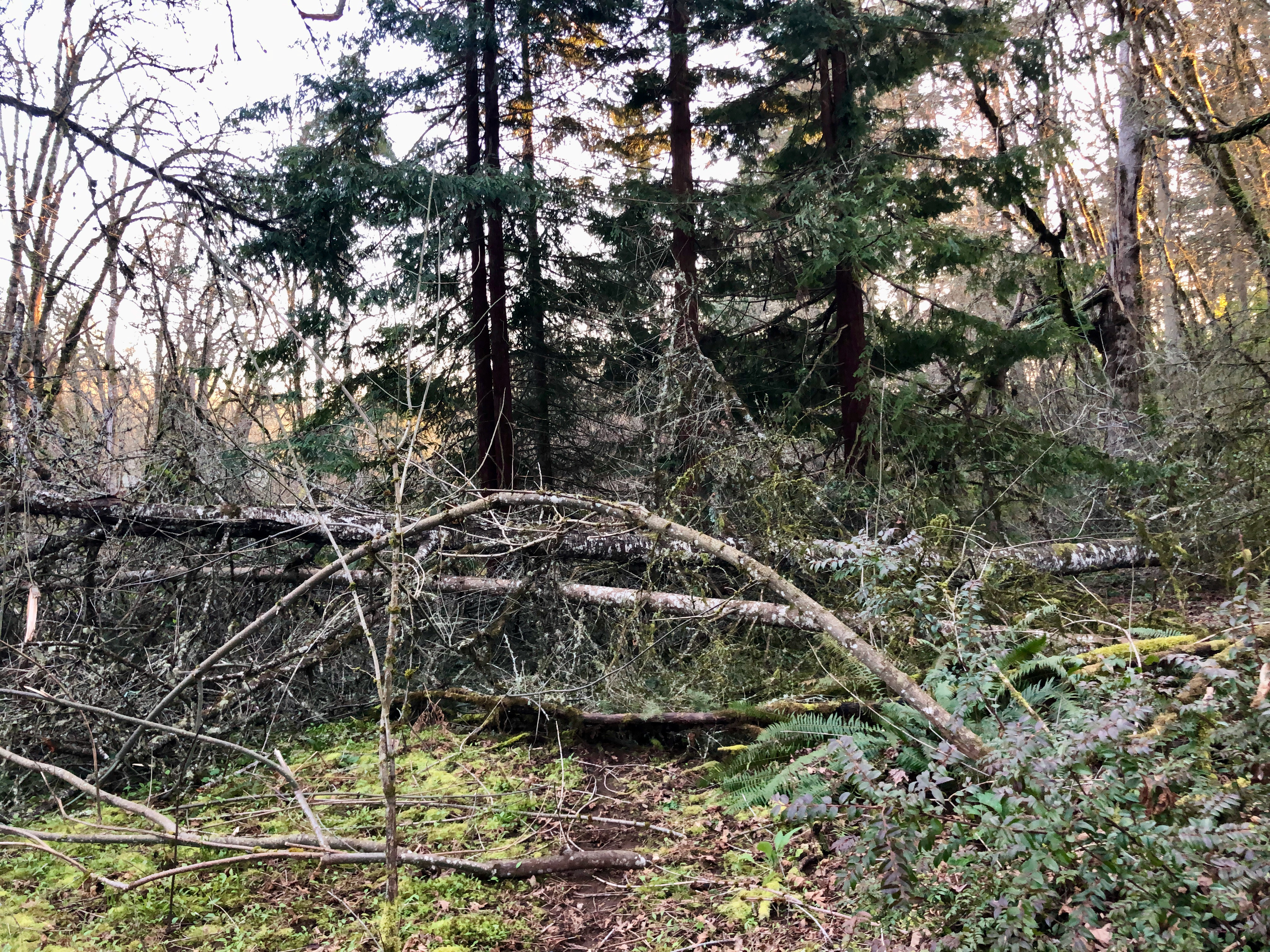 Chainsaw 6 Chainsaw 6