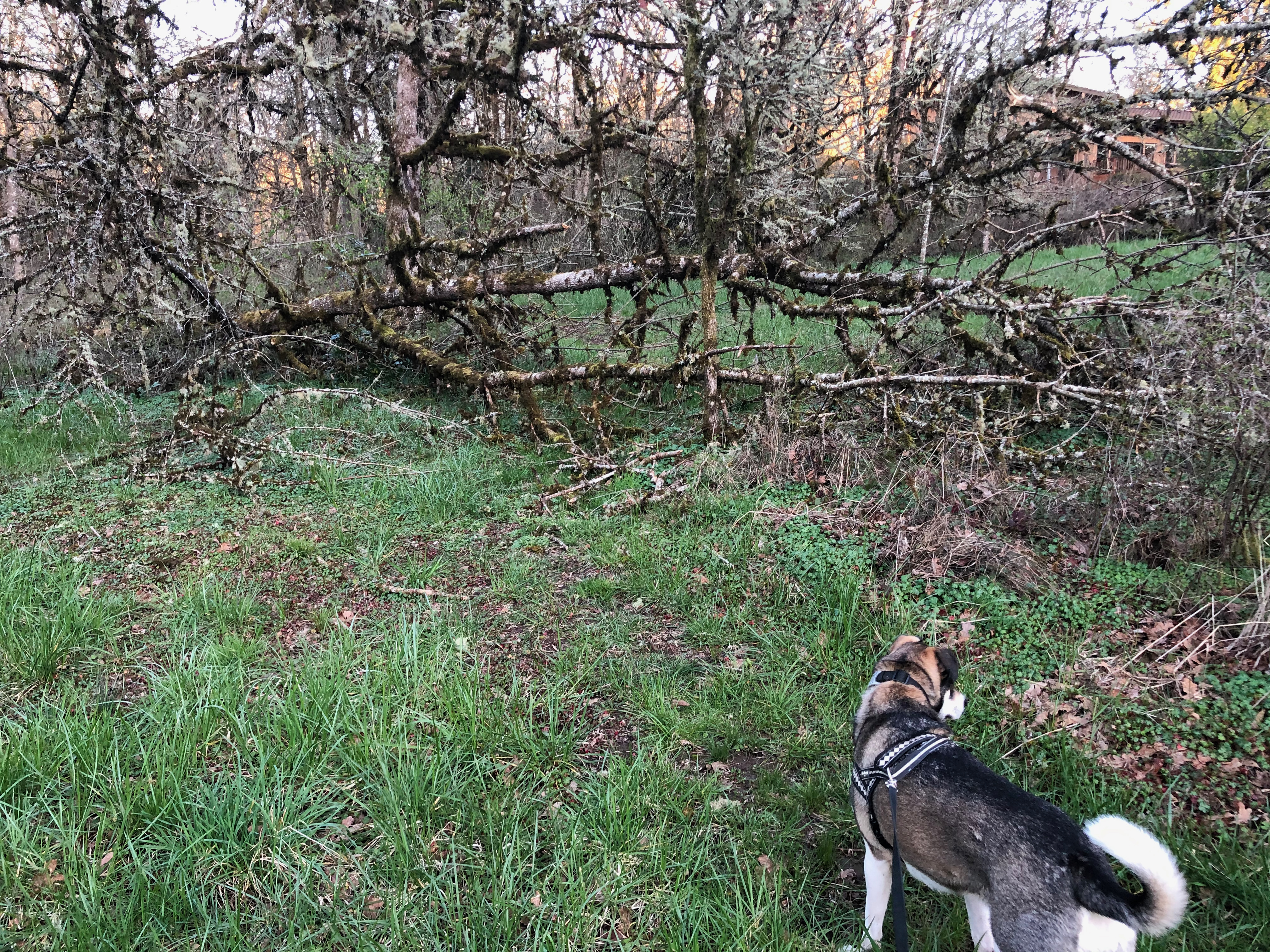 Chainsaw 10 Chainsaw 10