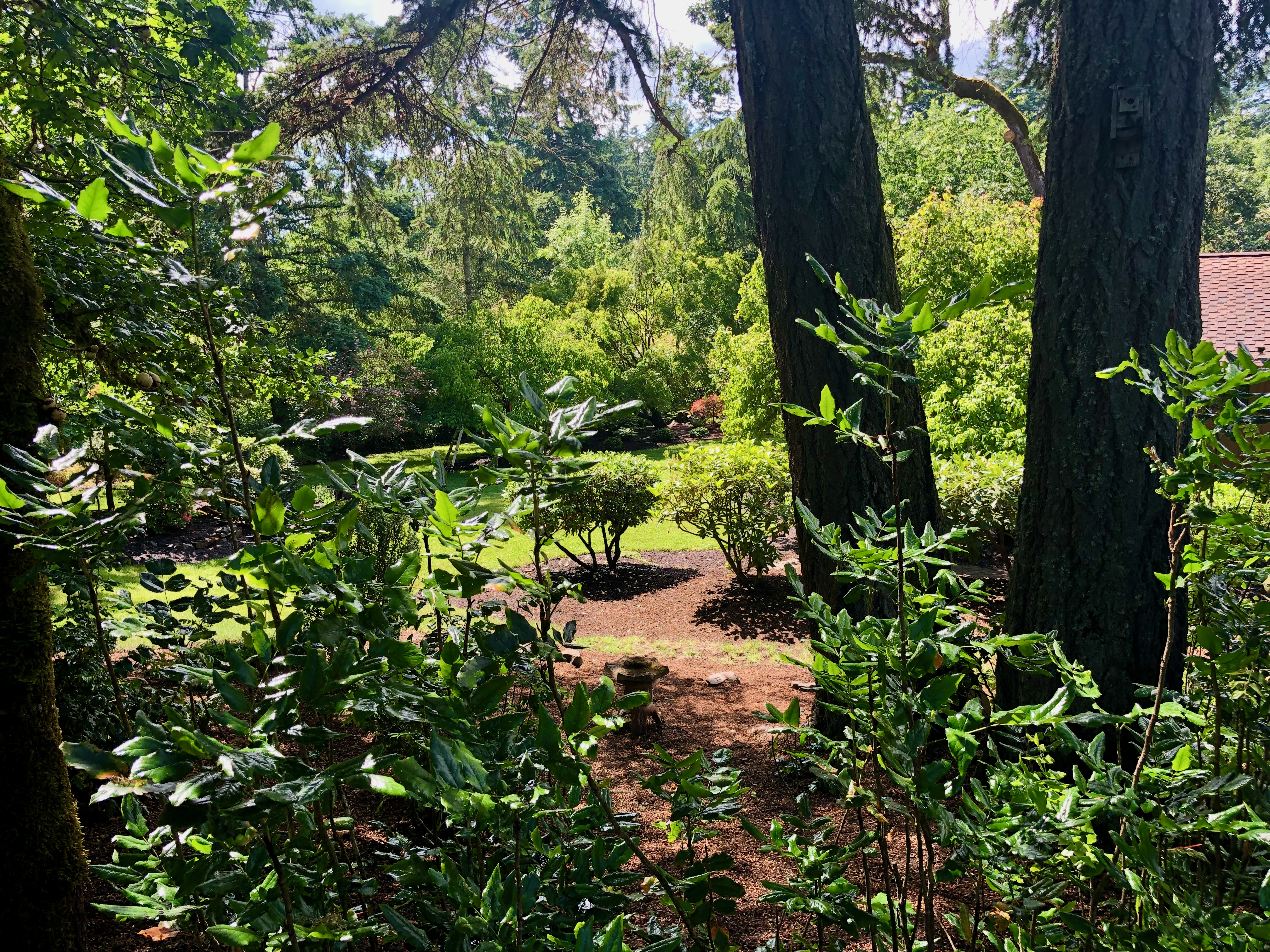 Oregon grape Oregon grape