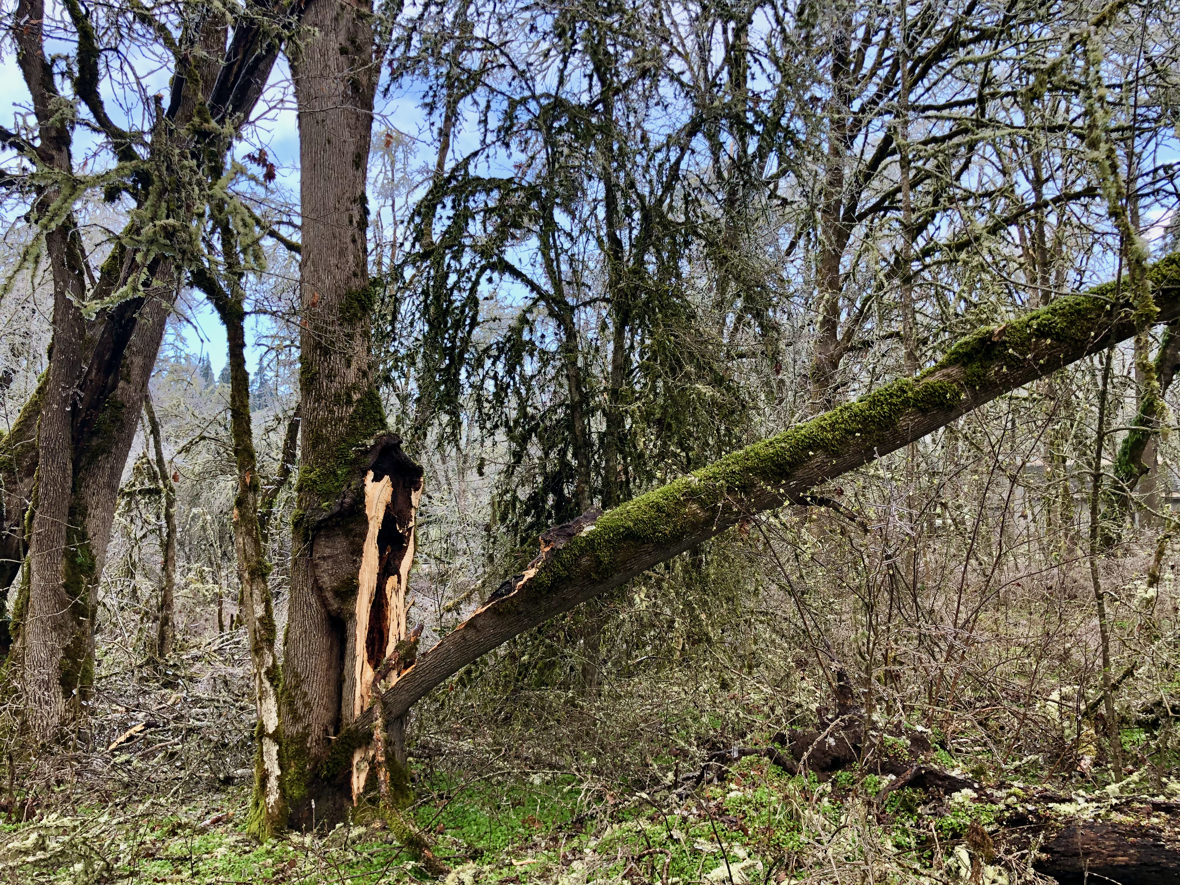 Ice storm 8 Ice storm 8