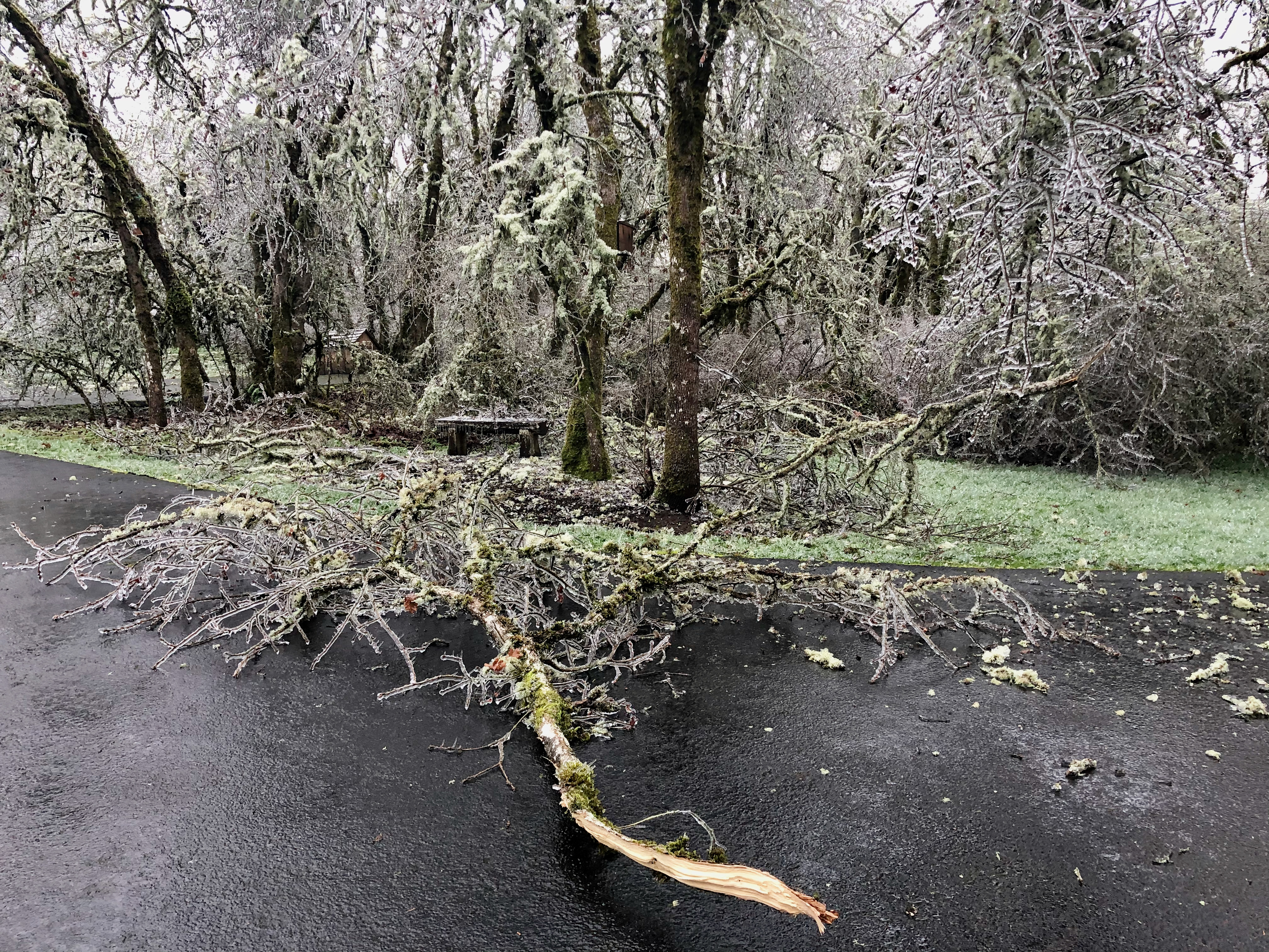 Ice storm 12 Ice storm 12