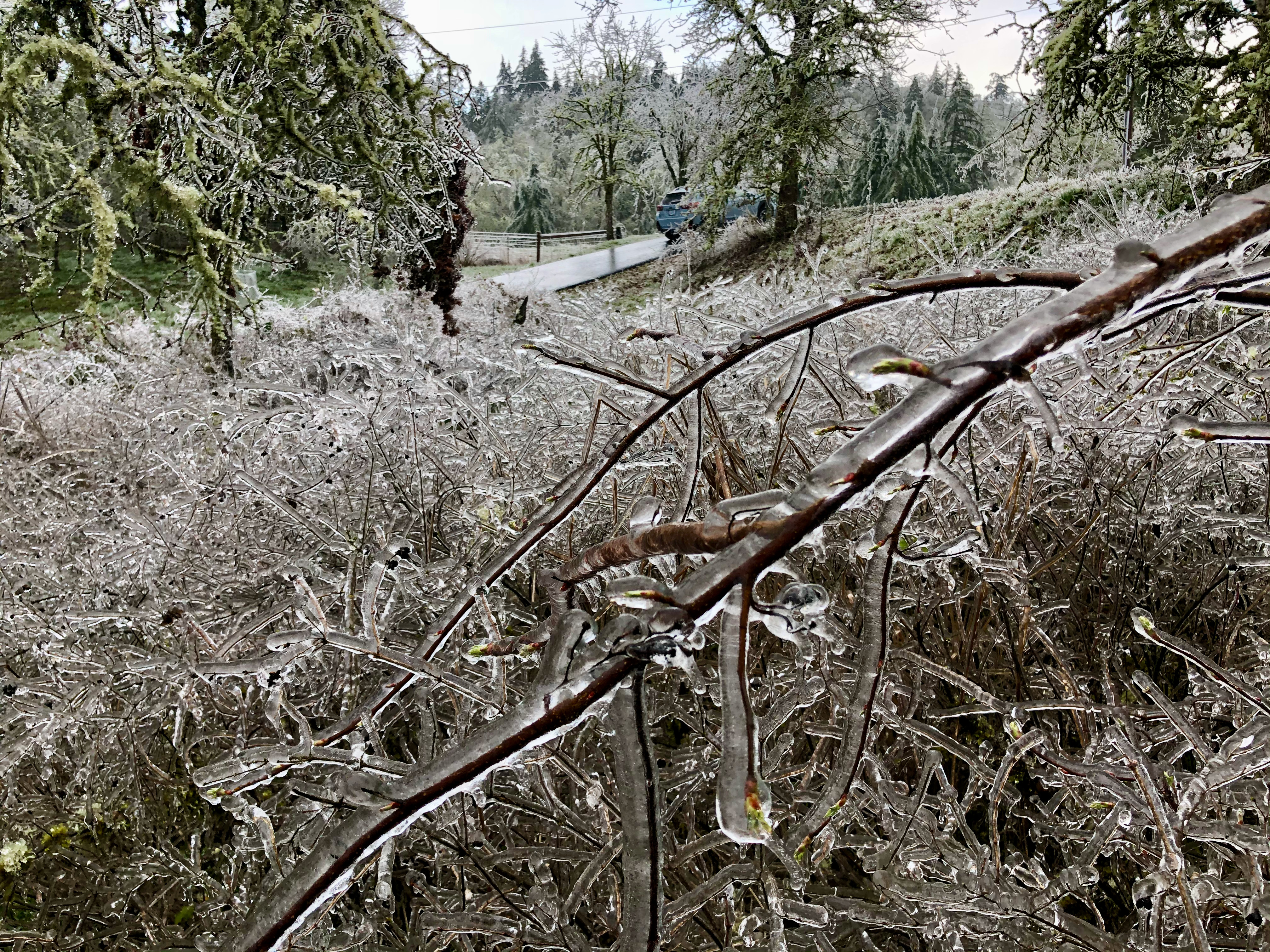 Ice storm 13 Ice storm 13