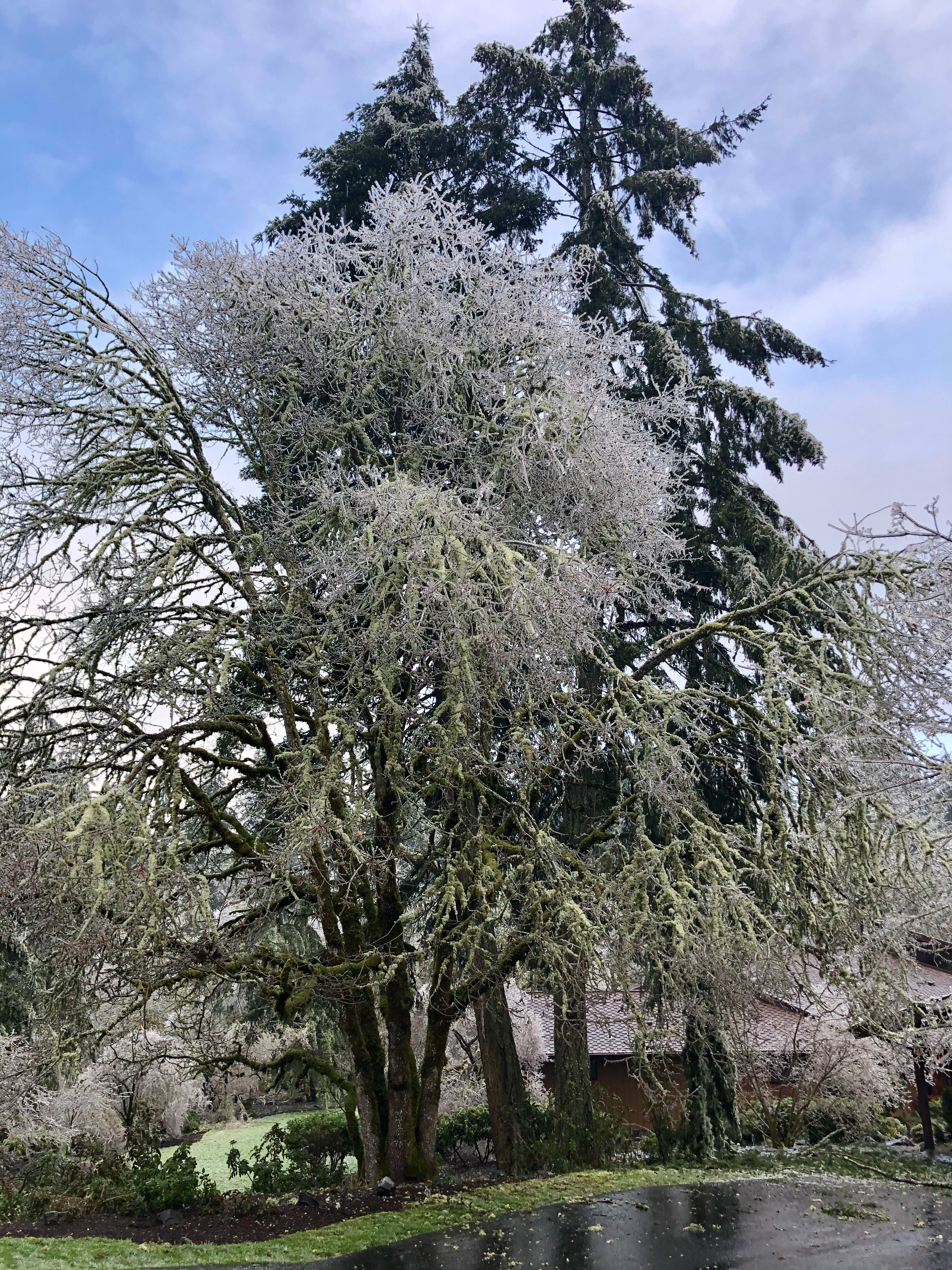 Ice storm 17 Ice storm 17