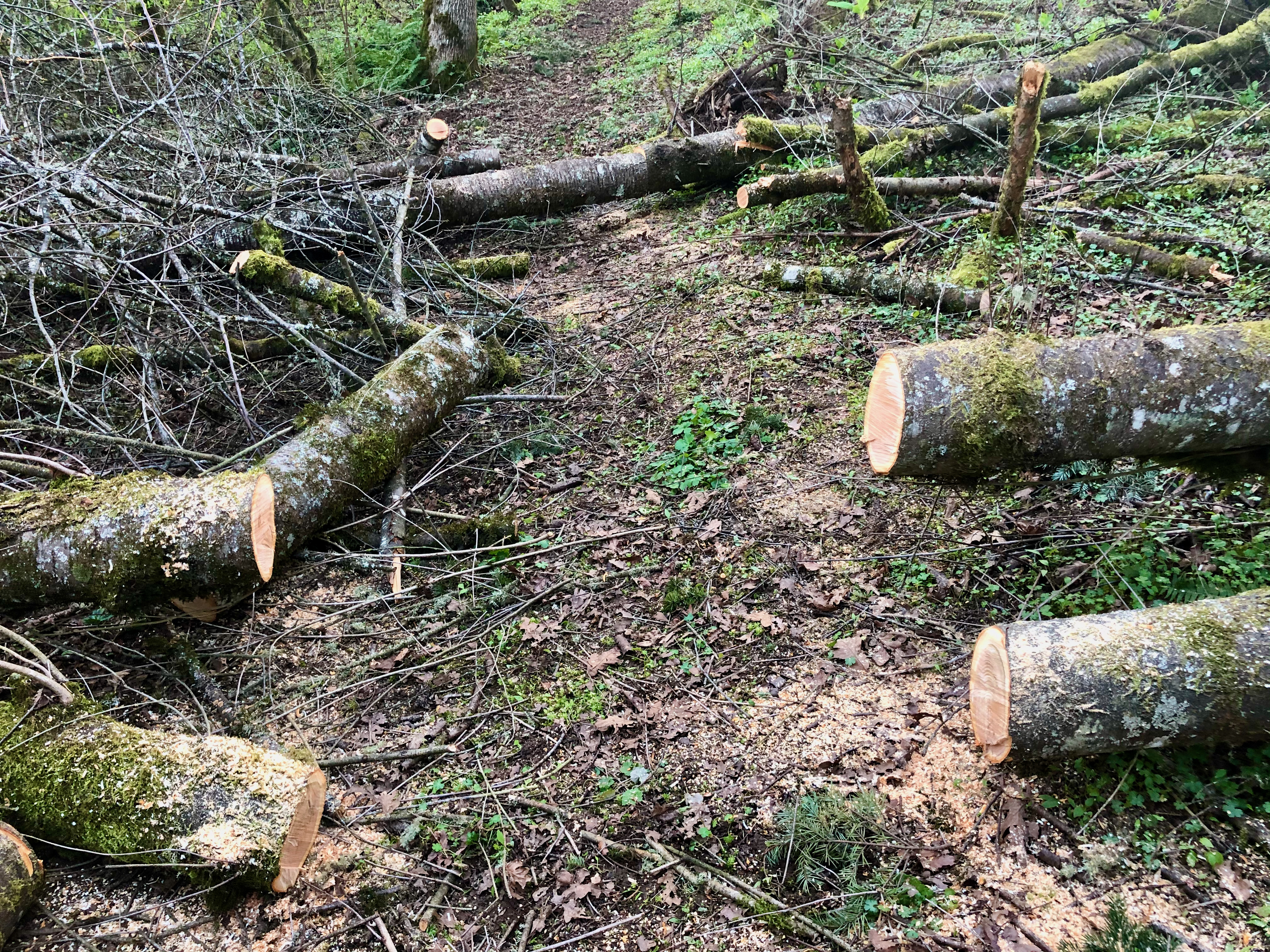 Chainsaw 1A Chainsaw 1A