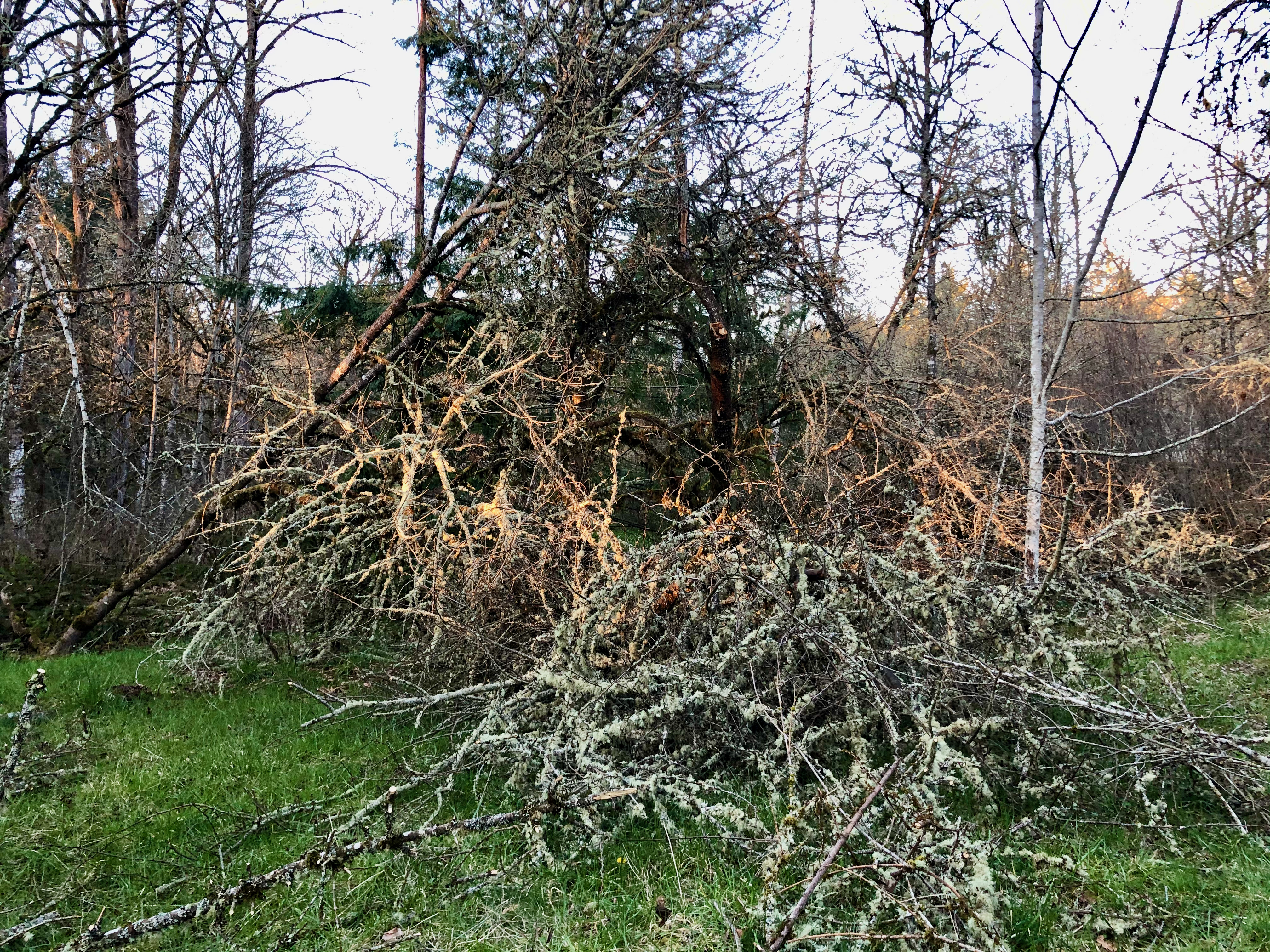 Chainsaw 9 Chainsaw 9