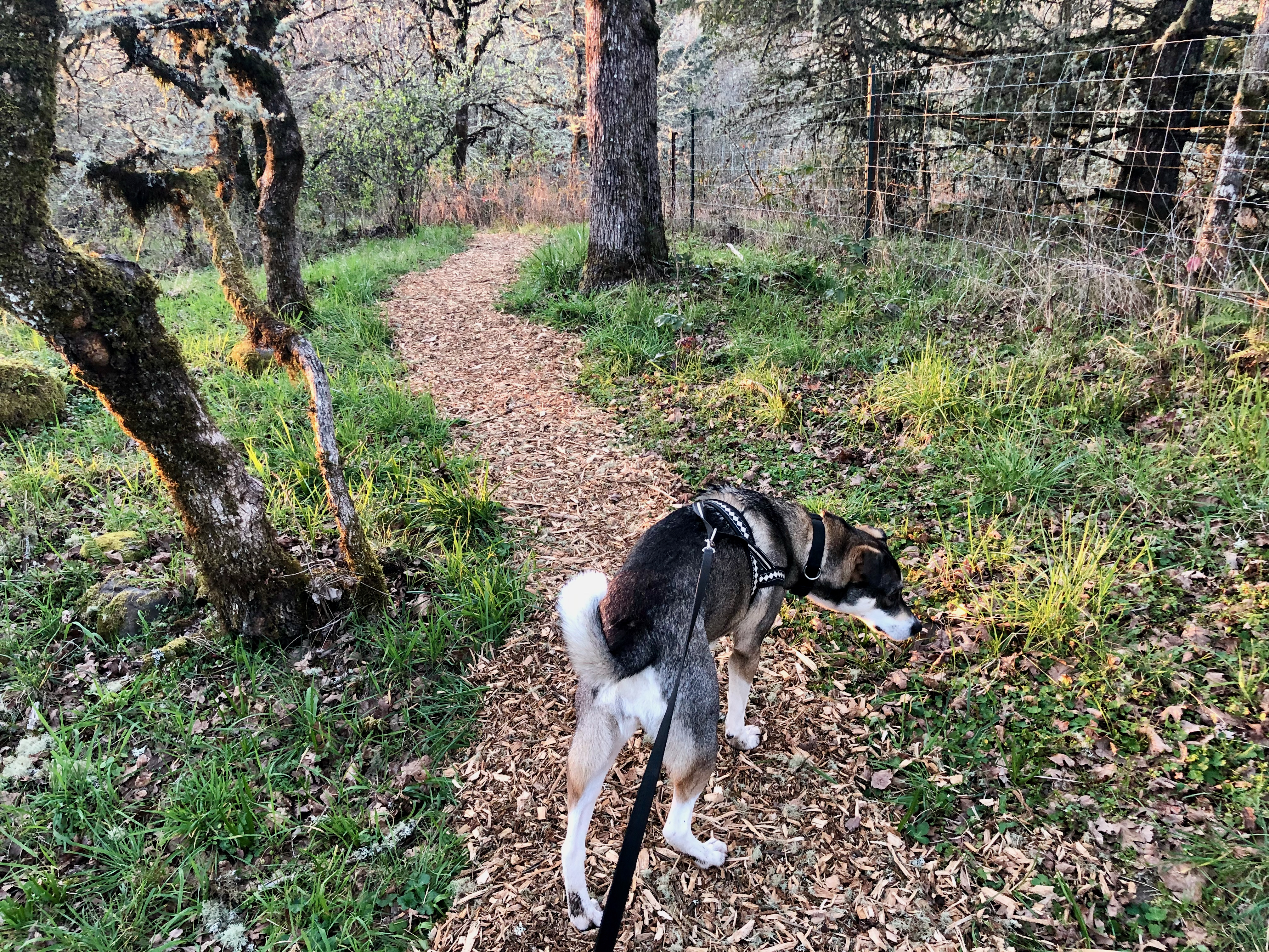 Chainsaw 14 Chainsaw 14