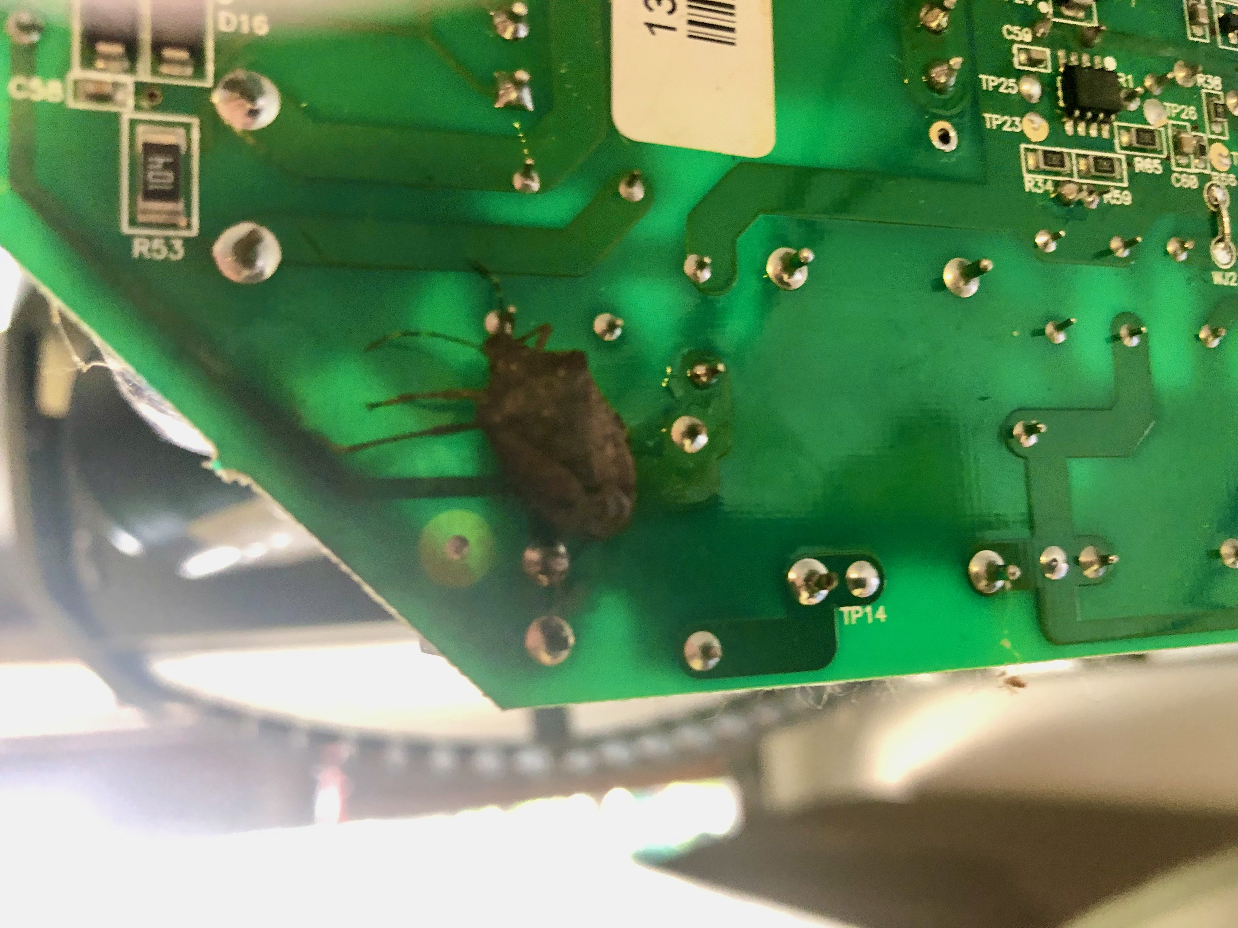 Stinkbug on garage door circuit board Stinkbug on garage door circuit board