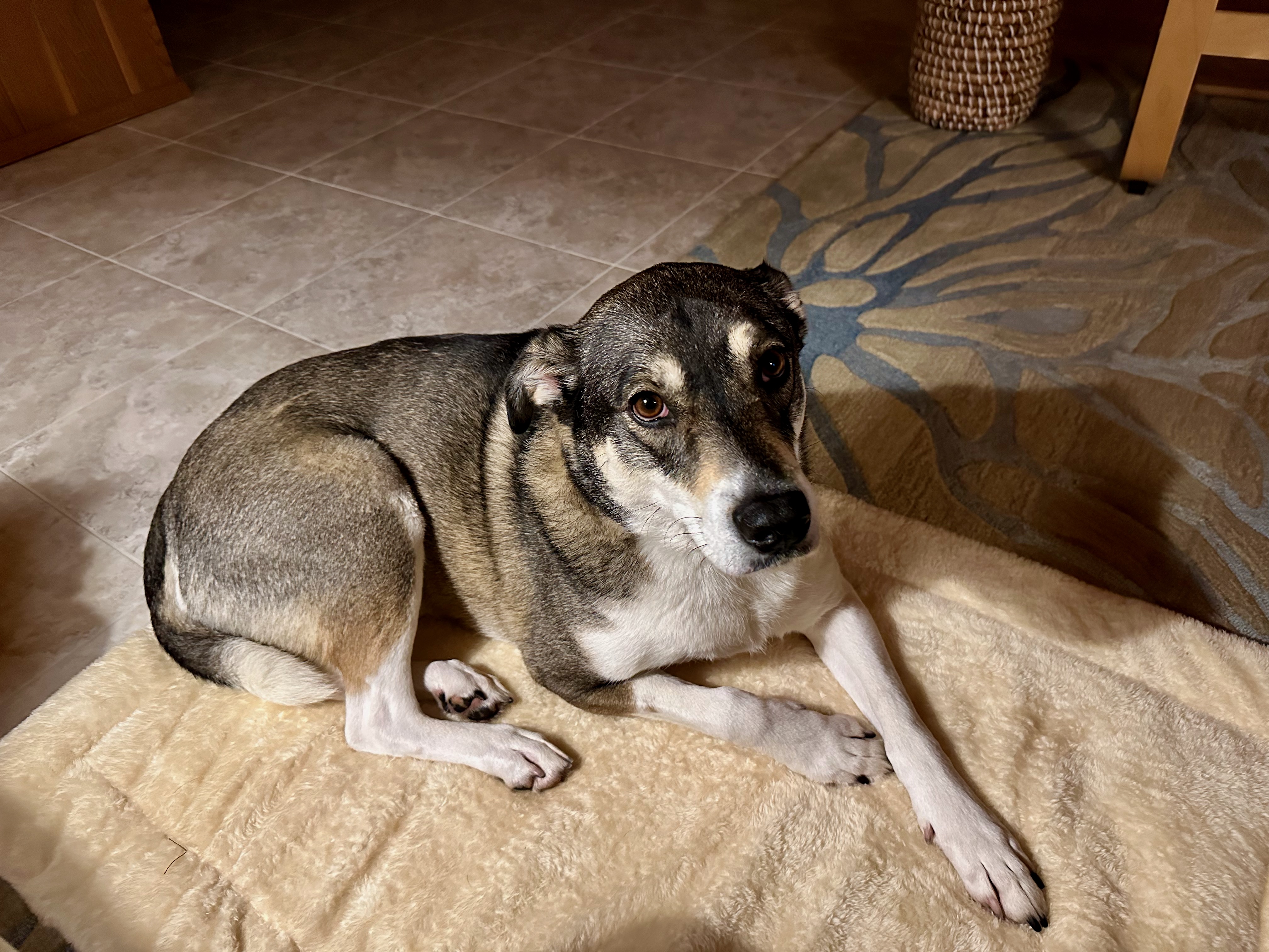 Mooka our Husky mix Mooka our Husky mix