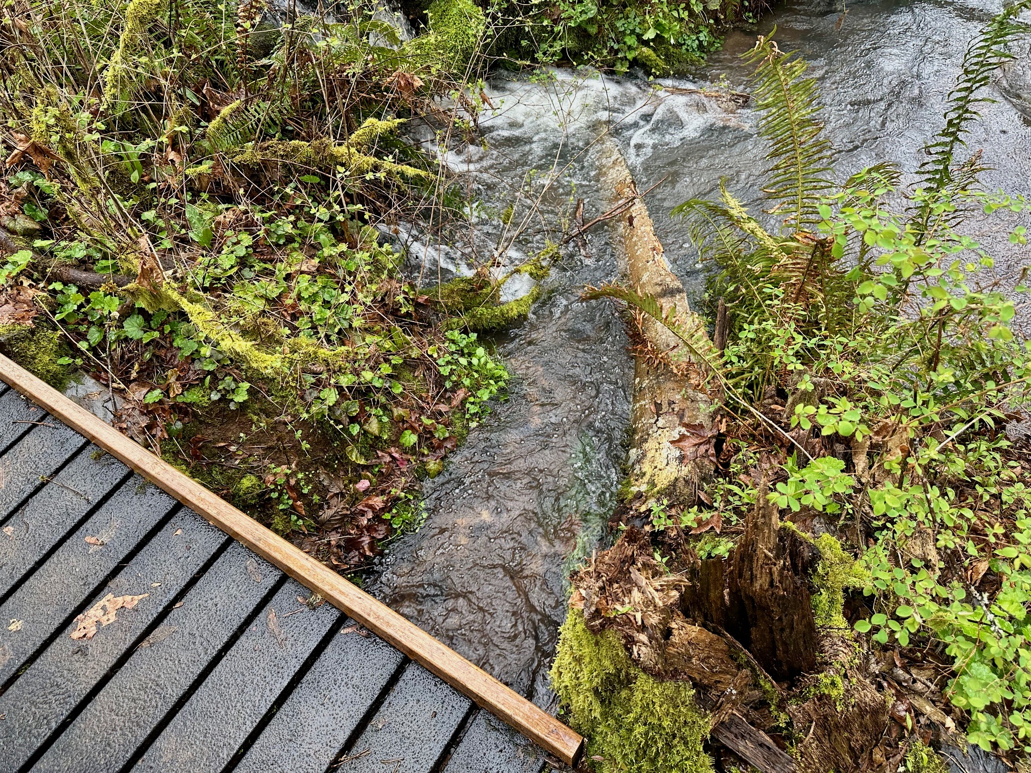 Spring Creek 2 Spring Creek 2